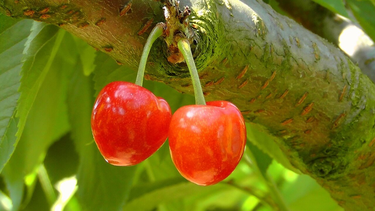 Why you should use Cherry Seed Oil Unrefined