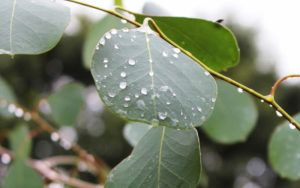 Remarkable Benefits of Eucalyptus Hydrosol
