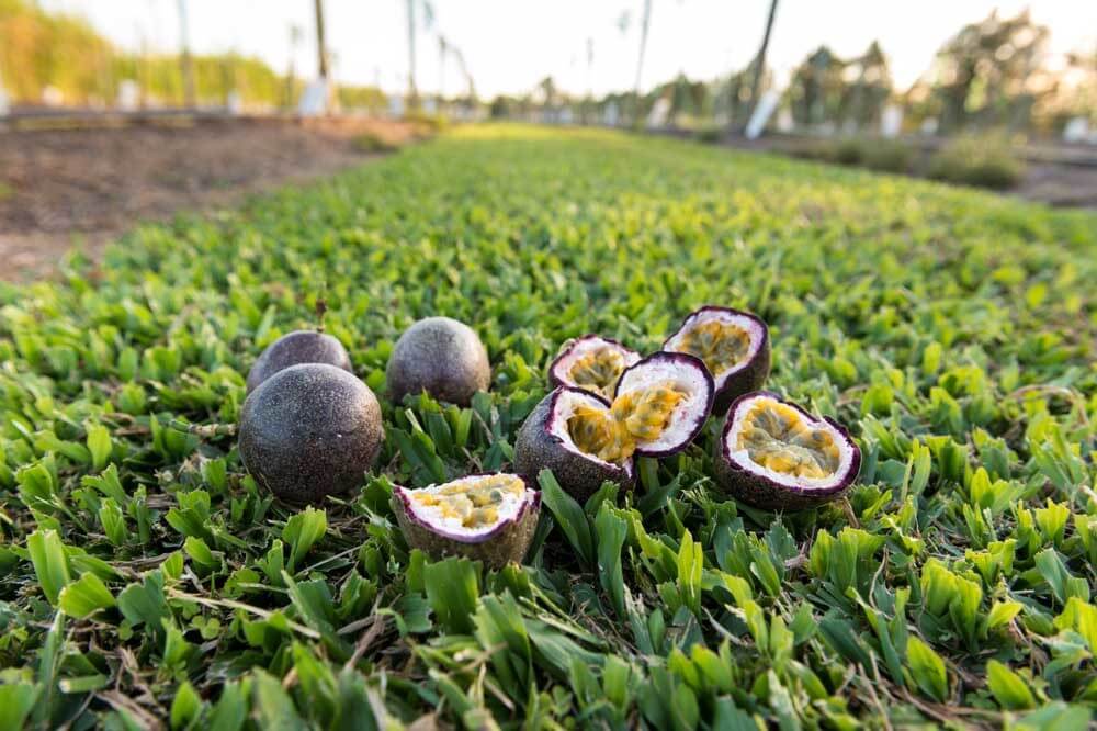 Health and skin care: Use all natural Passion Fruit oil